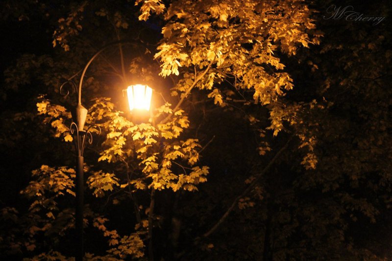 Осень ночь