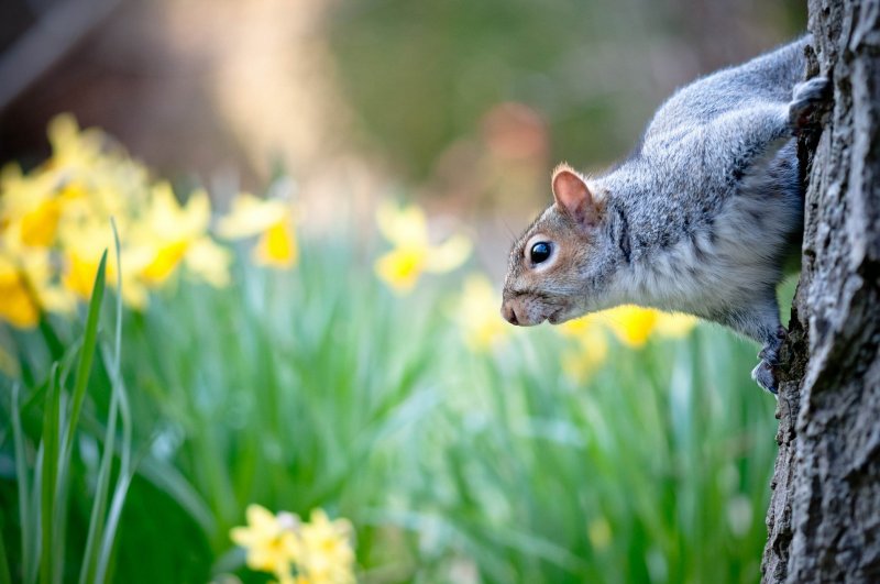 Весна природа животные