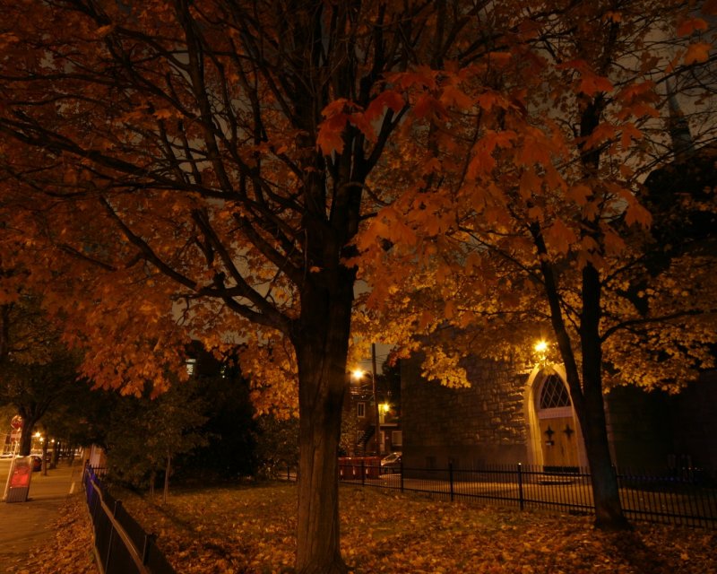 Вечерний парк осень