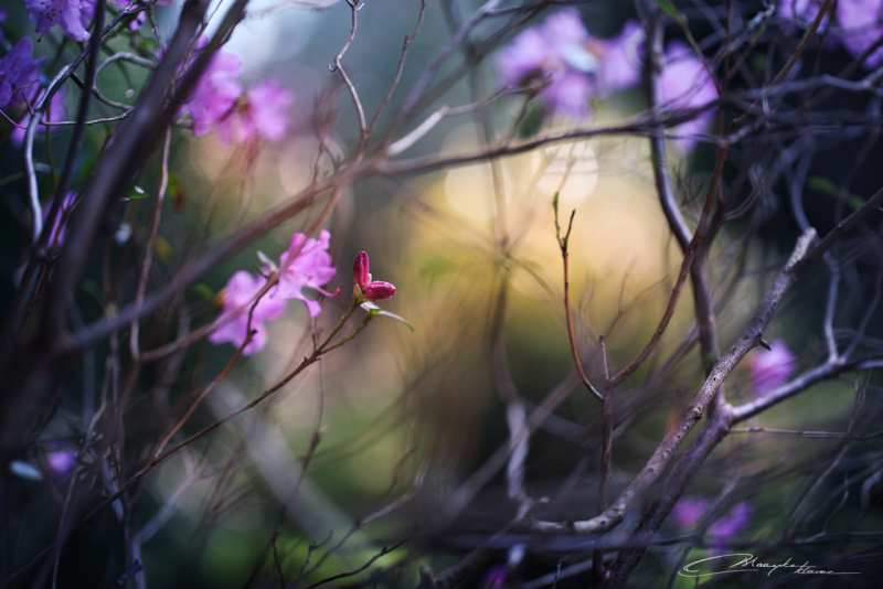 Весна цветы нежность природы Пробуждение