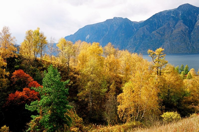 Золотая осень горный Алтай Белокуриха