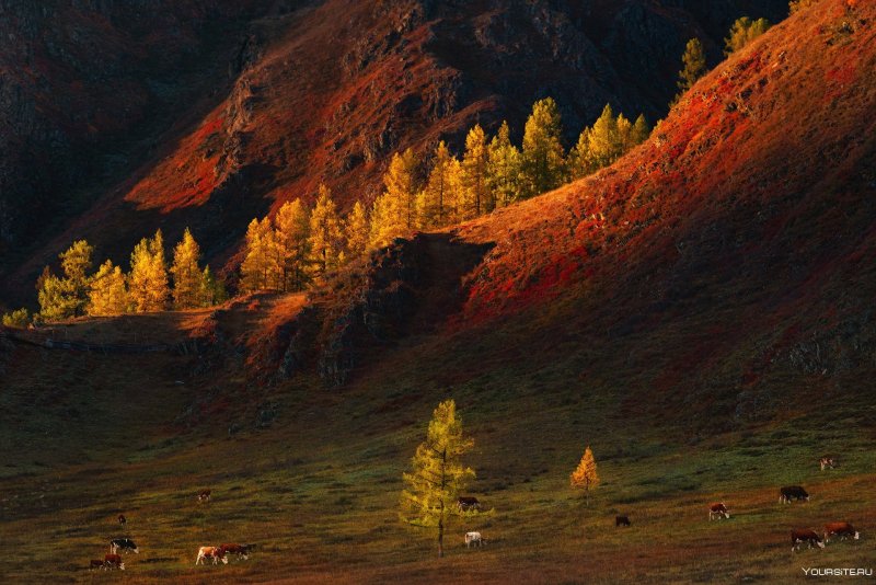 Горный Алтай горы осень
