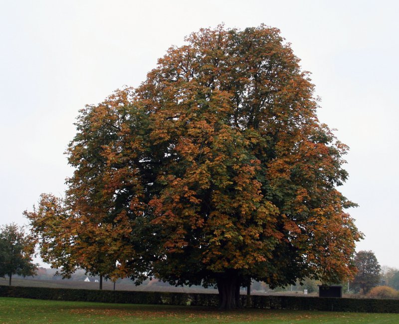 Каштан дерево конский обыкновенный