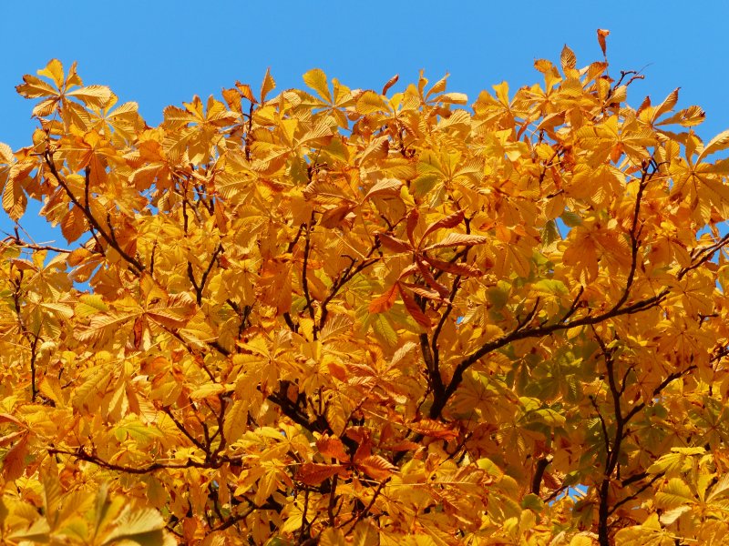 Кустарники с золотистыми листьями