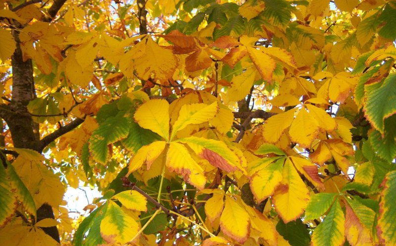 Осенний каштан дерево