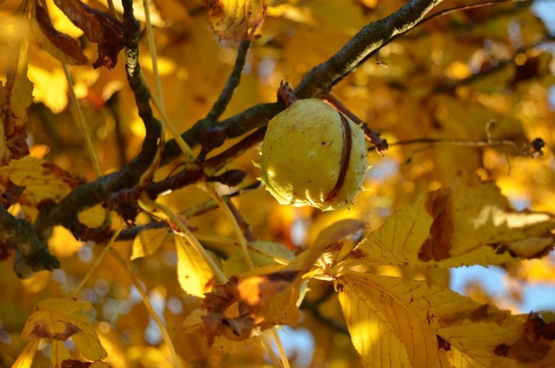 Каштан дерево осень