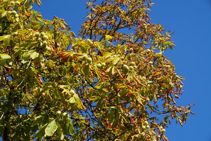 Каштан конский дерево осень