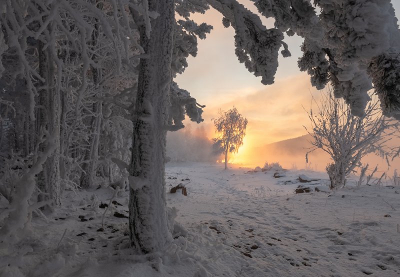 Морозный лес Вечерний