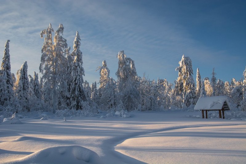 Панорама сказочного леса зима