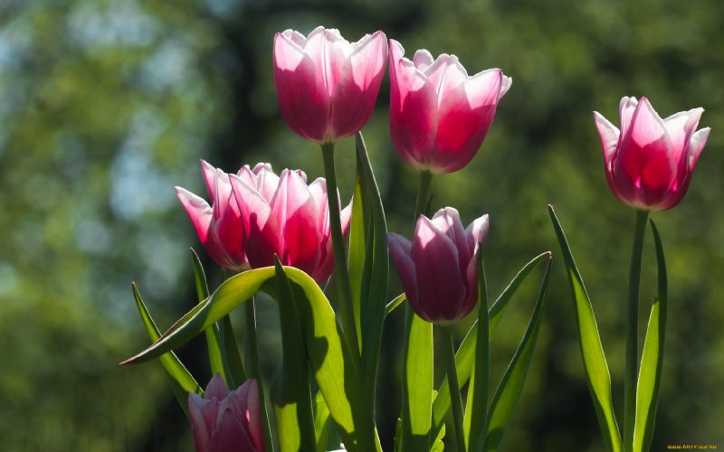 Весна тюльпаны