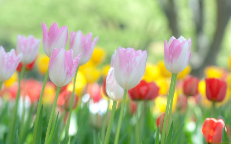 Фотообои весенние тюльпаны