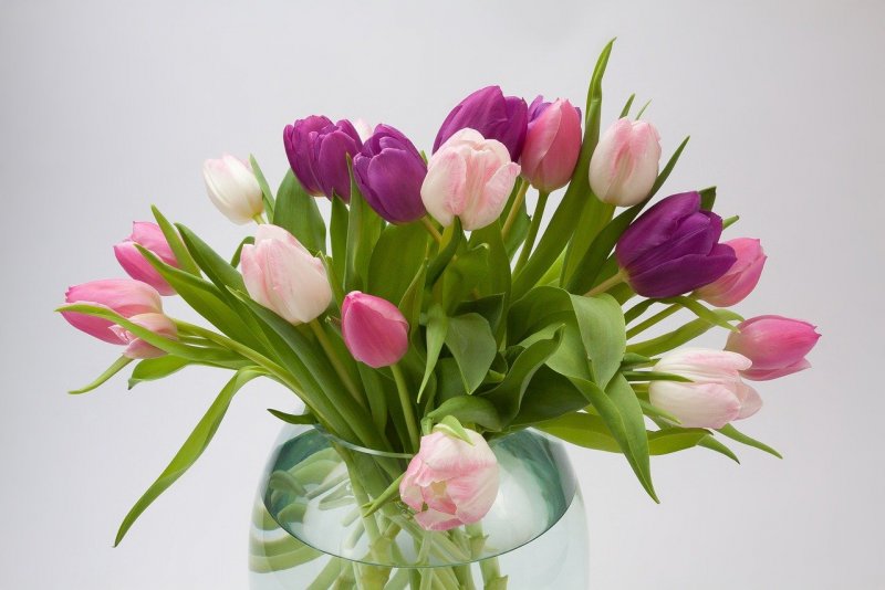 Тюльпан многоцветковый Виннипег