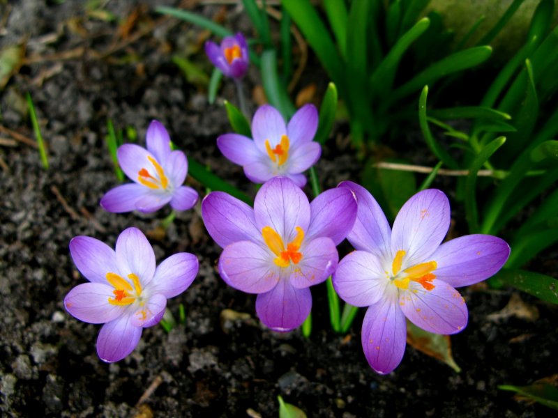 Ранние цветы весной крокусы