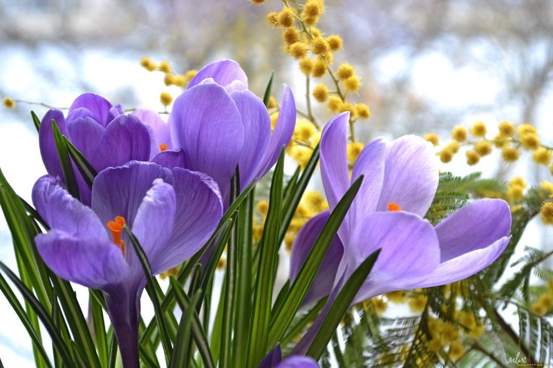 Подснежники крокусы весенние цветы