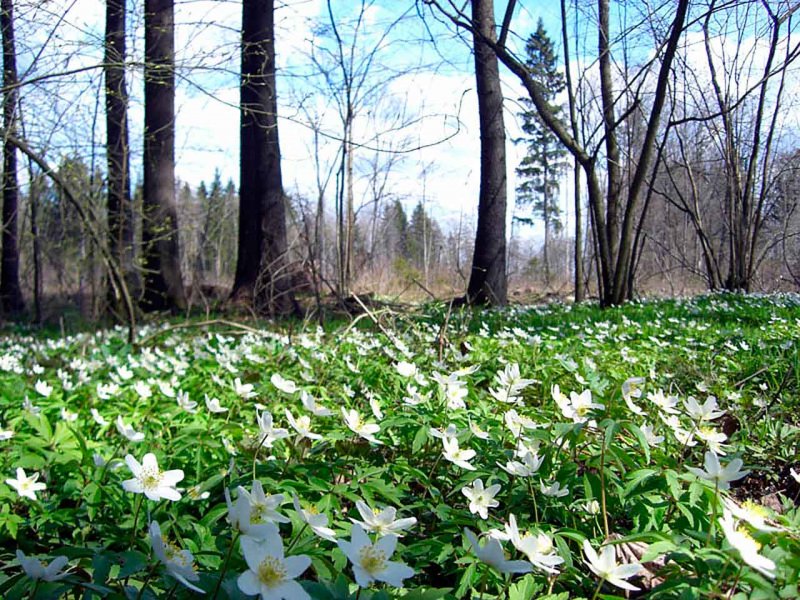 Первые весенние цветы в лесу