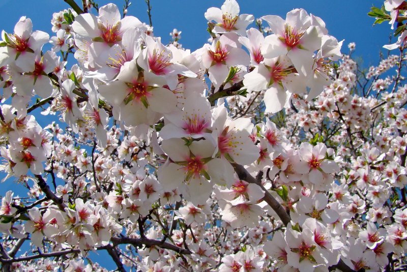 Весенний Крым цветение миндаля