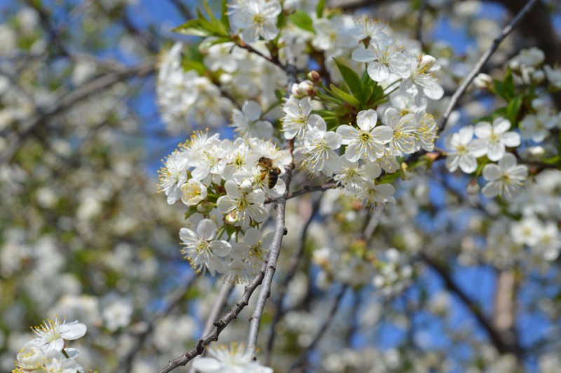 Вишня дерево цветение Весна