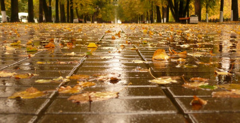 Дождливая Золотая осень в городе