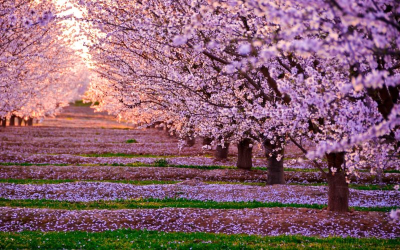 Дерево вишни цветущее