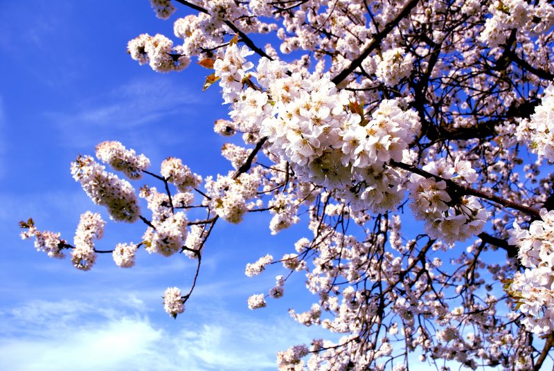 Весна голубое небо яблоня цветет