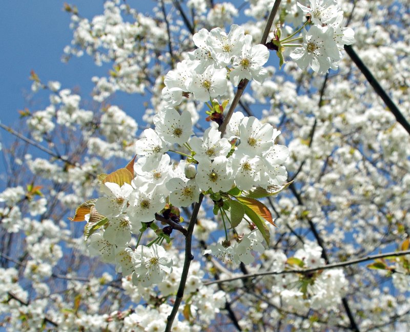 Белая вишня цветет