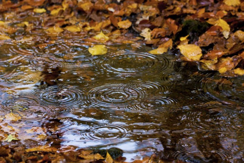Осенний дождь фото