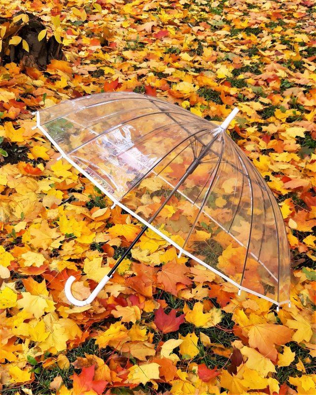 Осень зонтик
