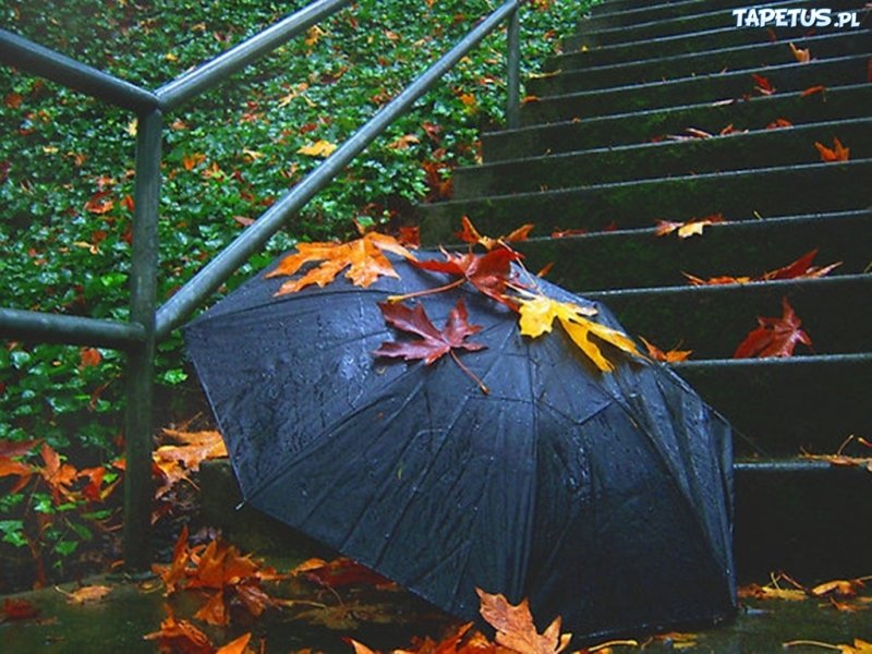Зонтик осень красиво листья