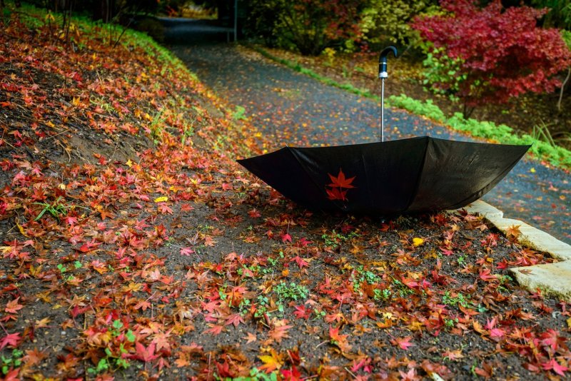 Осень перевернутый зонт