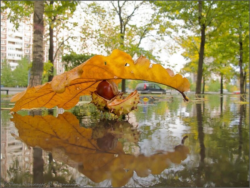 Осень зонтик
