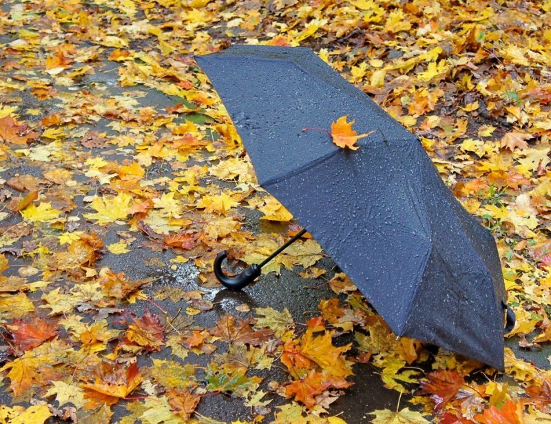 Осень дождь зонтик