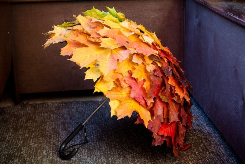 Зонт скамейка осень