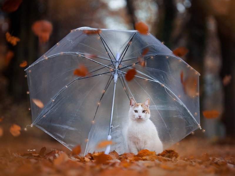 Кот с зонтиком