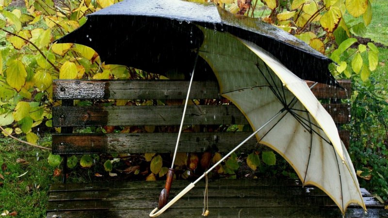 Зонт в осенней листве прозрачный