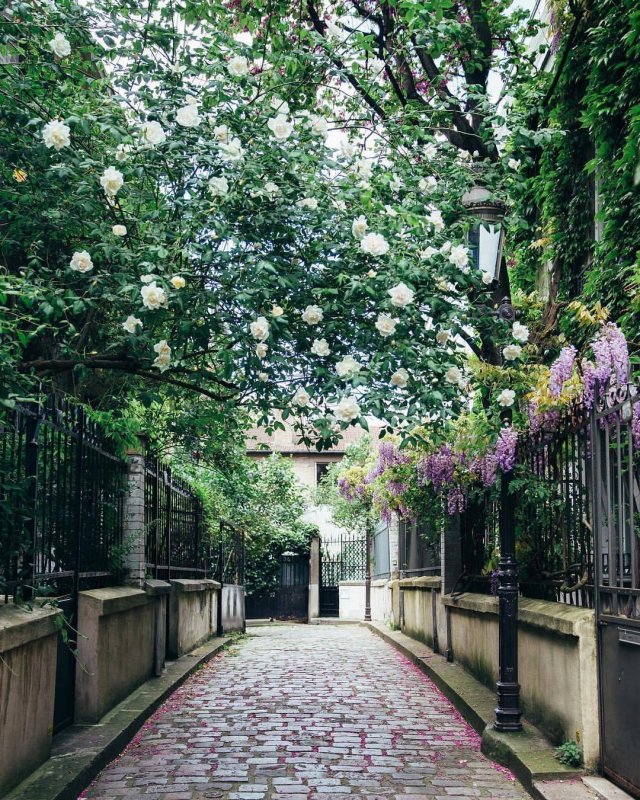 Жасминовый сад Париж