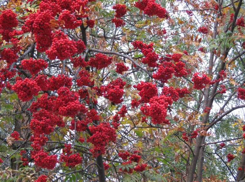 Рябина обыкновенная красная листва
