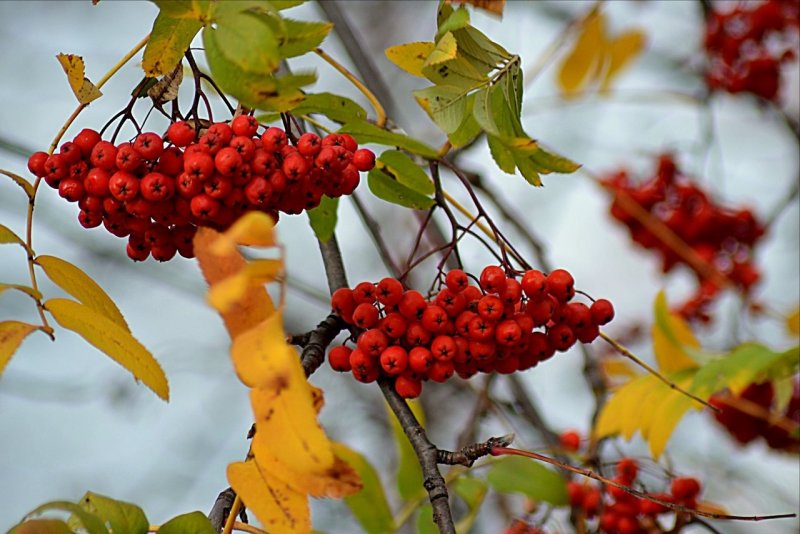 Осень Рябиновые гроздья
