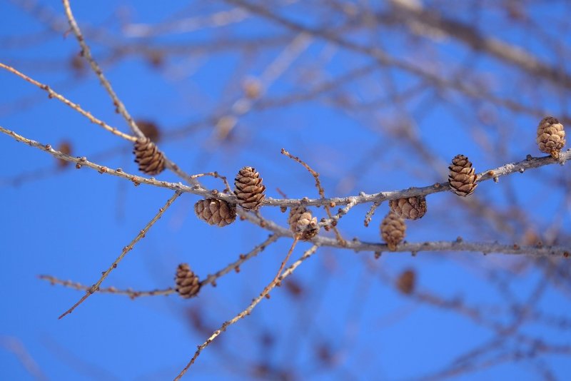 Ветка лиственницы зимой