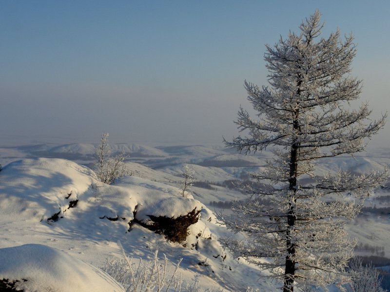 Лиственница Сибирская зимой