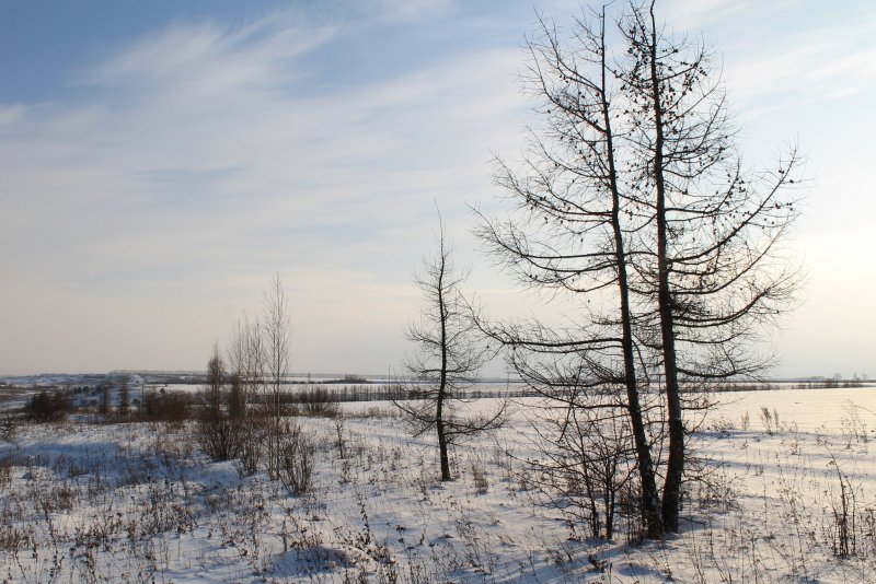 Лиственница Сибирская зимой