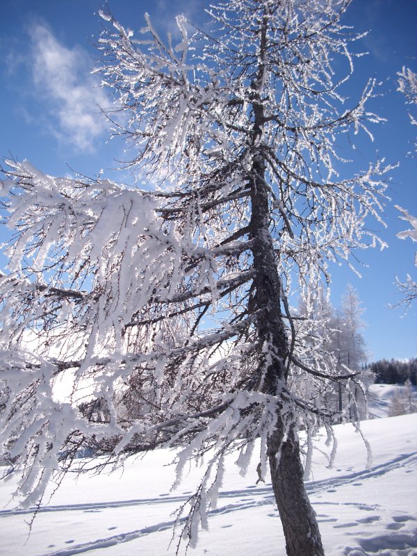 Лиственница Сибирская дерево зимой