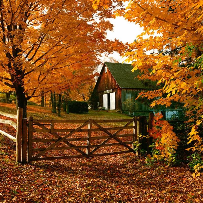 Осень Деревенские заборы
