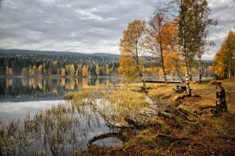 Осень в лесах Норвегии