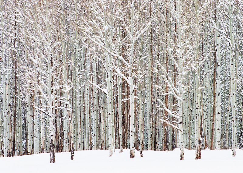 Осиновый лес зимой