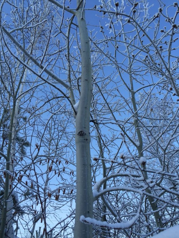 Осиновое дерево зимой