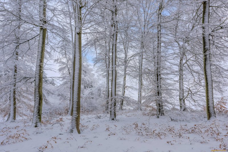 Лиственные деревья в зимнем лесу