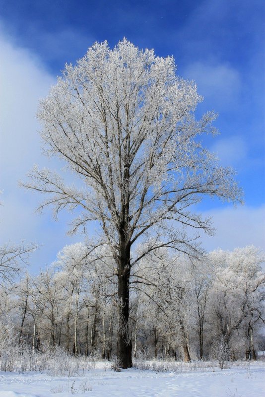 Тополь дерево зимой