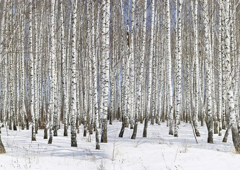 Birch Trees Night Snow