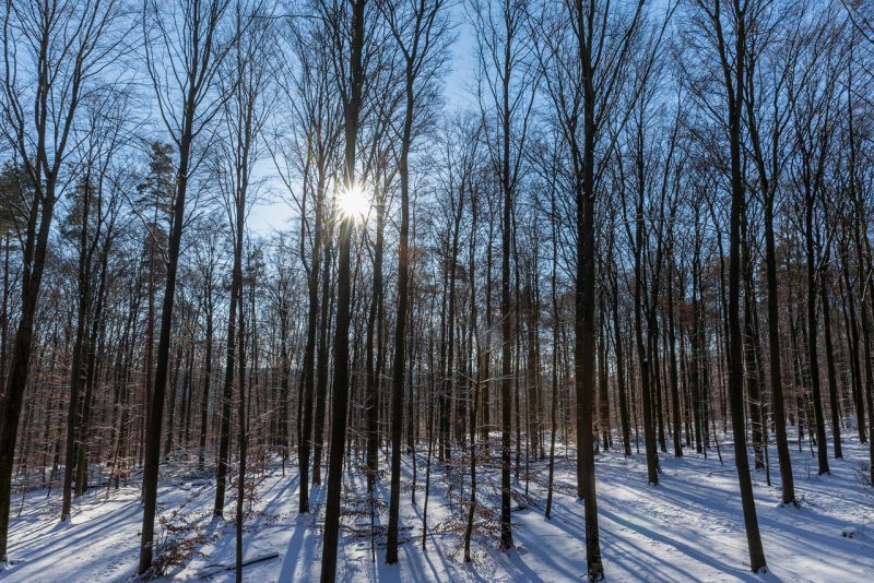 Широколиственный лес зимой