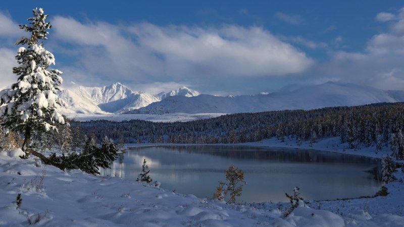 Узнезя горный Алтай